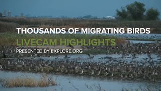 Thousands of Migrating Birds  Sacramento National Wildlife Refuge [upl. by Rudman]