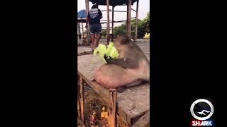 Ghetto Fat Monkey Eats Lettuce Funny Voiceover [upl. by Ojiram641]