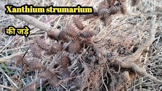 Xanthium strumarium ROOT SYSTEM tajagroproducts1312 [upl. by Georas]