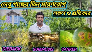 লেবু গাছের তিন মারণরোগ dieback gummosis canker এর লক্ষণ ও প্রতিকার। citrus plant disease [upl. by Wallie]