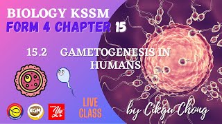 152 GAMETOGENESIS IN HUMANS [upl. by Nabalas798]