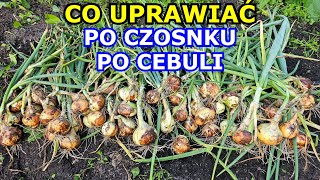 CO UPRAWIAĆ po Czosnku i Cebuli Zbiory Cebuli Jak suszyć przechowywać Cebulę Płodozmian Warzyw [upl. by Eniamart]