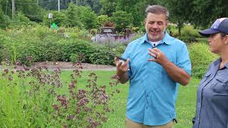 Oregano Origanum spp  Plant Identification [upl. by Eiddet]