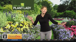 Ask the Plant Lady 8am  825 [upl. by Rorry]