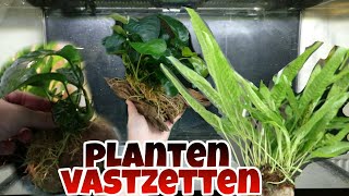 Aquariumplanten LIJMEN en BINDEN op hout amp steen Nickey [upl. by Adnerb]