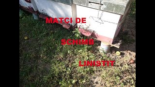 18082019  Matca schimb linistit 2019 familie ce asi schimba matca  albinele in august [upl. by Melleta]