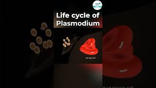 Life Cycle of Plasmodium 🦟  shorts ytshorts  Infinity Learn NEET [upl. by Petua]