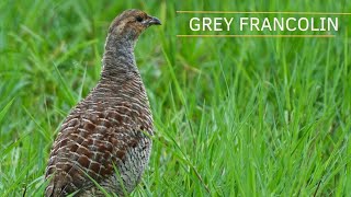 Francolin sound  Francolin Bird Grey Francolin call francolin francolincall soundsofbirds [upl. by Uyerta927]