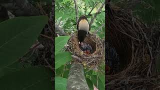 Day5 The cuckoo bird monopolizes the shrike birds nest and eat lizard tail杜鹃鸟独占伯劳鸟窝第5天，杜鹃鸟吃蜥蜴尾巴 [upl. by Berny585]