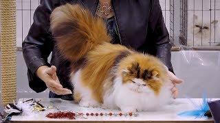 CFA International Cat Show 2018  Persian kitten class judging  BiColors2 [upl. by Luapnoj]