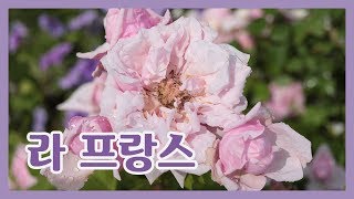 치치의장미품종이야기라프랑스Rose Varieties La France by Guillot [upl. by Ayotak550]