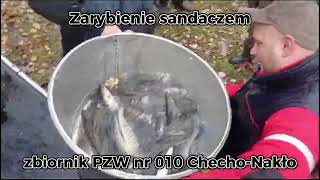 Zarybienie sandaczem zbiornika PZW nr 010 NakłoChechło [upl. by Abebi]