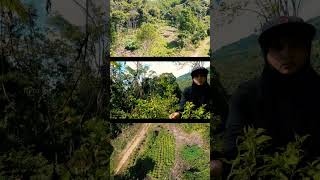 KEBUN CABE  KEBUN LADA PUTIH SABAH [upl. by Aidualc]