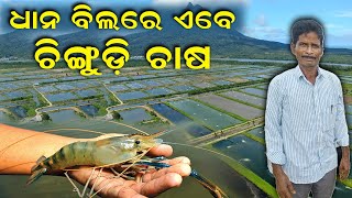 ଧାନ ବିଲରେ ଏବେ ଚିଙ୍ଗୁଡ଼ି ଚାଷ  Prawns are now cultivated in paddy fields EfarmingOdisha [upl. by Jarnagin]