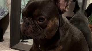 Maui trying to stay awake it’s hilarious😝dog bulldog puppy frenchie doglover cute funny dogs [upl. by Jasik]