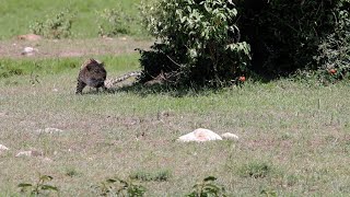 Leopard finds a jackal sleeping [upl. by Marley]