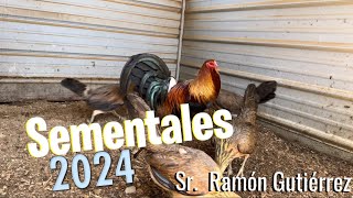 Lotes de cría 2024 Ramón Gutierrez 🔥🐓 [upl. by Christos]