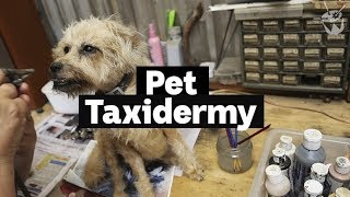 HACK Inside a pet taxidermy studio [upl. by Najtsirk]