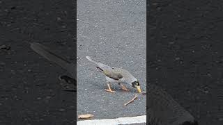 Australian Myna bird [upl. by Bastien]