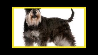 Standard schnauzer [upl. by Ruella]