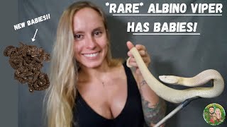 Albino Viper Gives Birth [upl. by Ja789]