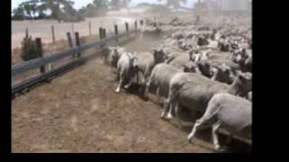 Australian Kelpie Herding Sheep wwwburradooranchcom [upl. by Ibok148]