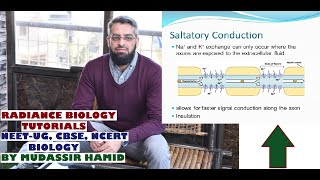 Saltatory conduction of Nerve Impulse [upl. by Carpet]