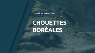 Chouettes boréales [upl. by Atekihc]