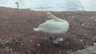 Royal Mute Swan Swims as Pals Preen on Shore at Lake Eola Park Orlando Florida [upl. by Eleynad724]