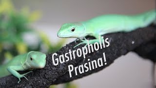 Gastropholis Prasina Care Video Green Keel Bellied Lizards [upl. by Eatnod358]