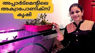 Aquaponics in Small Space  Fish Tank Aquaponics  Organic Farm  Aquaponics tutorial for beginners [upl. by Averi]