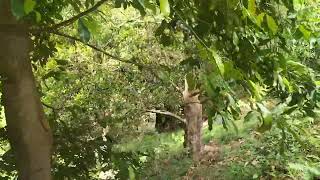 KE KEBUN CENGKEH DI TOGAFO BELSKANG GUNUNG TERNATE [upl. by Cook]