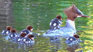 MOTHER Goosander Duck With Nineteen Yes 19 Ducklings 4K [upl. by Yoko]