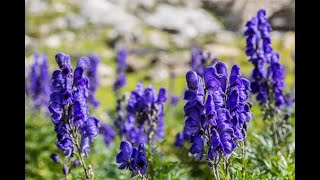 Farming  Cultivation of Medicinal Plants Expensive Aconitum heterophyllumअतिस खेति नेपालमा ATIS [upl. by Kcinom]