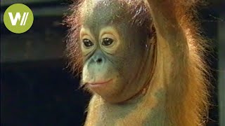 Orangutans of Borneo  From cages back into the wild  Mission Wild  Ep 2 [upl. by Lennox]