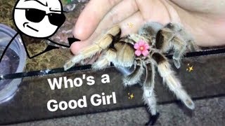 MEET all my FRIENDLY TARANTULAS  Best beginner tarantula [upl. by Ahsieyt]