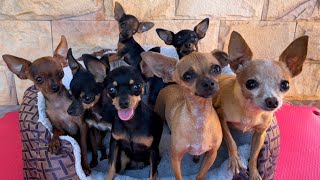 VAMOS EMBORA E PILILIU FICA DESESPERADO  PINSCHER FILHOTES [upl. by Surat]