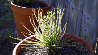 Drosophyllum Lusitanicum Dewy Pine Carnivorous Plant 1 [upl. by Jemma]