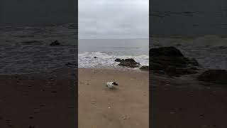 Les virées à la plage cest trooooop bieeeen  🐶🌪️🐕 dog chien beach plage [upl. by Anah678]