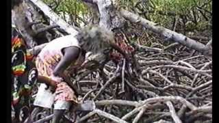 Gathering Food in the Mangroves of Arnhem Land [upl. by Ilyak668]