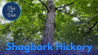 Tree of the Week Shagbark Hickory [upl. by Joerg738]