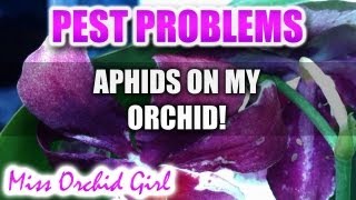 Orchid Pests  Aphids [upl. by Alfred534]