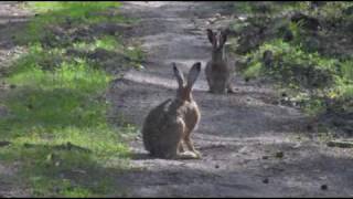 Zając szarak  Lepus europaeus [upl. by Nivrehs]