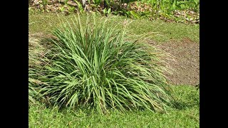 La citronnelle  culture plantation entretien et récolte [upl. by Oates]