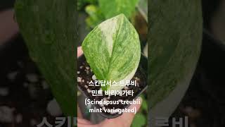 스킨답서스 트루비 민트 바리에가타Scindapsus treubii mint variegated [upl. by Fiertz]