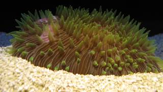 Mushroom coral excavating itself from sediment [upl. by Pacian]