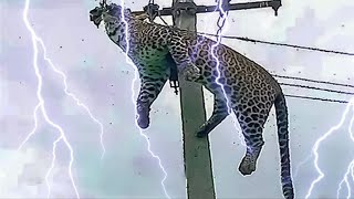 Top 10 Shocking Moments When Animals Were Electrocuted [upl. by Hsirrehc]