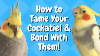 How to Tame Your Cockatiel amp Bond With Them  BirdNerdSophie [upl. by Shanna]