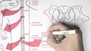 Neurology  Spinal Cord Introduction [upl. by Keverian427]