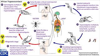 Trypanosomaiasis African life cycle [upl. by Amrac]